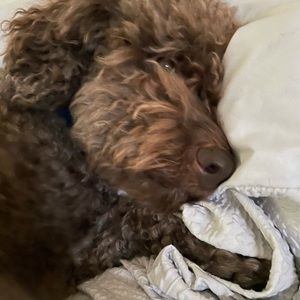 Meet your Posher, Richard